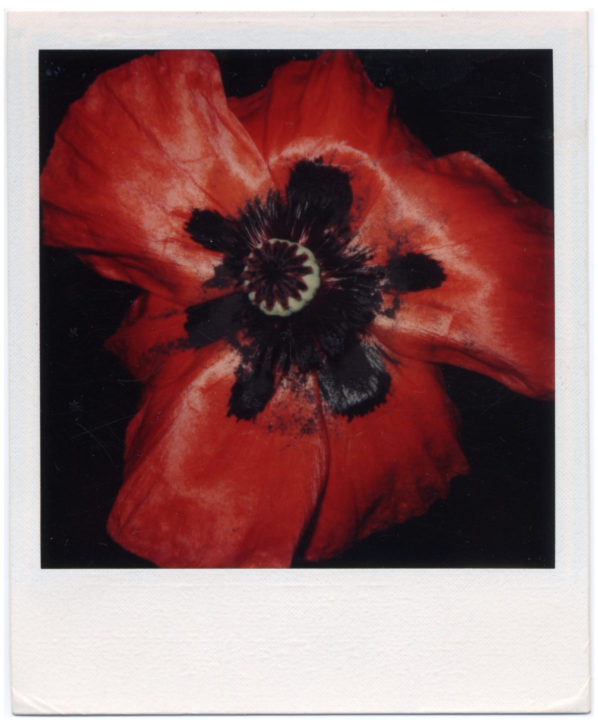 klatsch-mohn-01