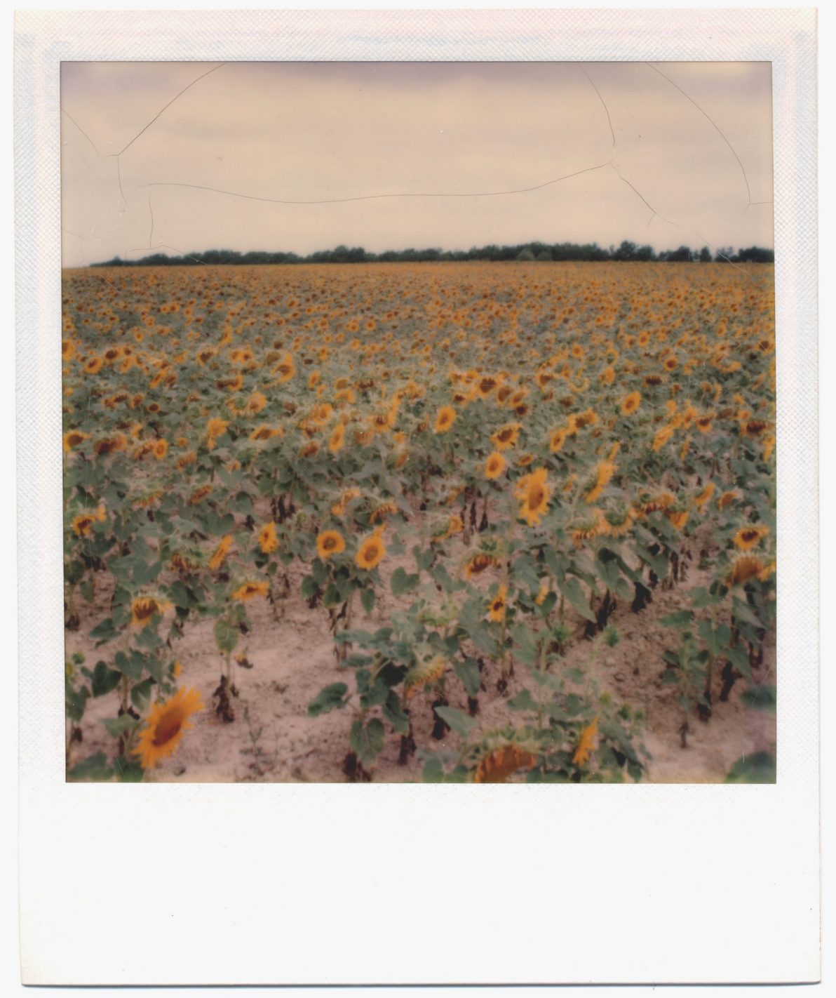 sonnenblumen-fr-01